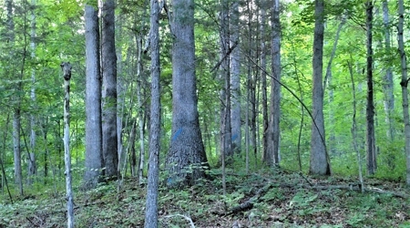 Big White Oak Timber 52 acres located in Adams County Ohio - image 16