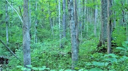 Big White Oak Timber 52 acres located in Adams County Ohio - image 12