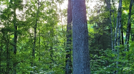 Big White Oak Timber 52 acres located in Adams County Ohio - image 10