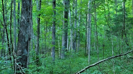 Big White Oak Timber 52 acres located in Adams County Ohio - image 18