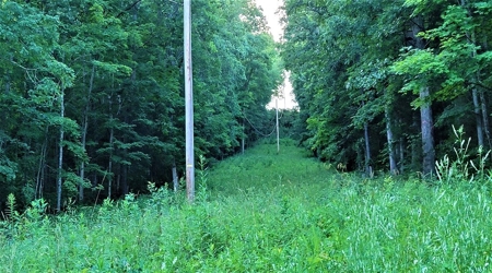 Big White Oak Timber 52 acres located in Adams County Ohio - image 11