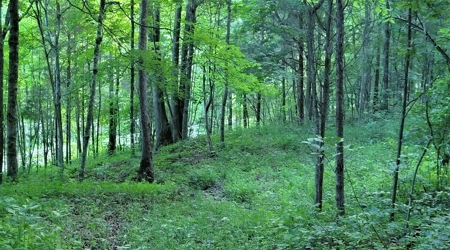 Big White Oak Timber 52 acres located in Adams County Ohio - image 19