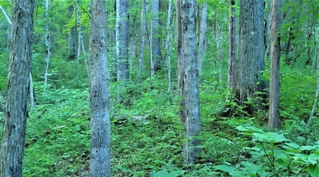 Big White Oak Timber 52 acres located in Adams County Ohio - image 13