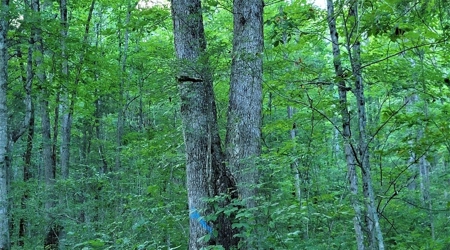 Big White Oak Timber 52 acres located in Adams County Ohio - image 7