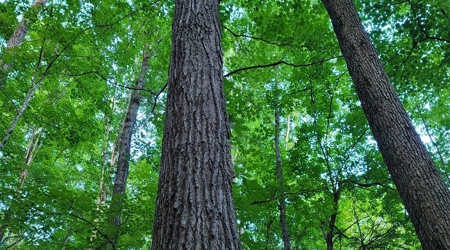 Big White Oak Timber 52 acres located in Adams County Ohio - image 22