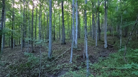 Big White Oak Timber 52 acres located in Adams County Ohio - image 21
