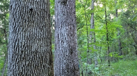 Big White Oak Timber 52 acres located in Adams County Ohio - image 14