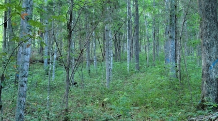 Big White Oak Timber 52 acres located in Adams County Ohio - image 9