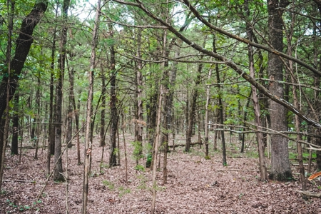 Home And Cabin Site For Sale In Southeast Oklahoma - image 9