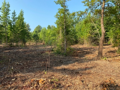 East Texas Hunting Land for sale - image 14