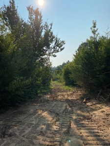 East Texas Hunting Land for sale - image 8