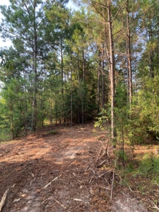 East Texas Hunting Land for sale - image 11