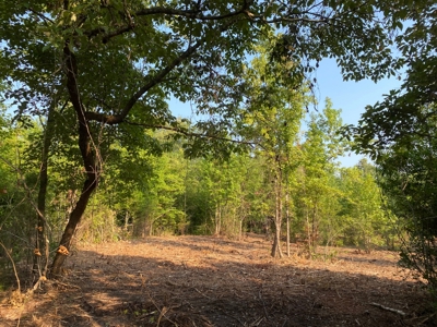 East Texas Hunting Land for sale - image 15