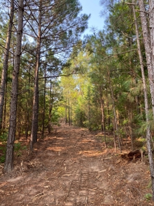 East Texas Hunting Land for sale - image 10