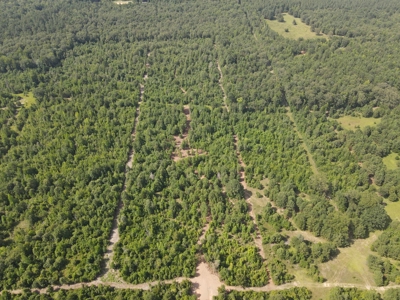 East Texas Hunting Land for sale - image 19