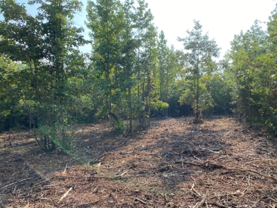 East Texas Hunting Land for sale - image 17