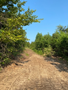 East Texas Hunting Land for sale - image 1