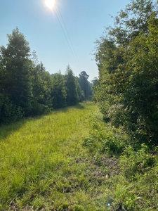 East Texas Hunting Land for sale - image 4