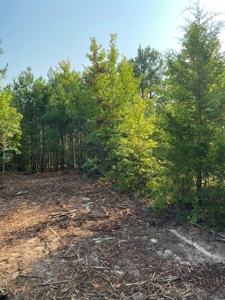 East Texas Hunting Land for sale - image 9