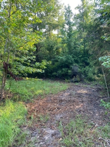 East Texas Hunting Land for sale - image 6