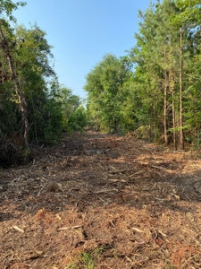 East Texas Hunting Land for sale - image 5
