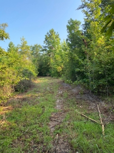 East Texas Hunting Land for sale - image 7