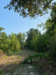 East Texas Hunting Land for sale - image 3