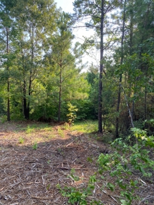 East Texas Hunting Land for sale - image 2