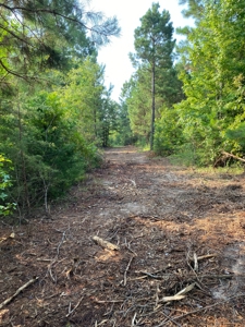 East Texas Hunting Land for sale - image 12