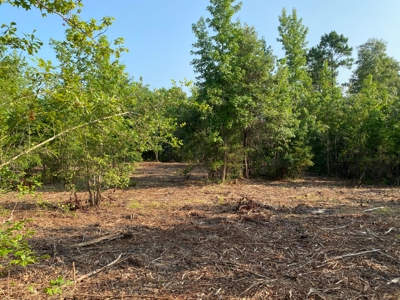 East Texas Hunting Land for sale - image 16