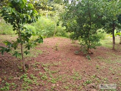 Lot For Sale In Sajalices Chame Panama - image 2