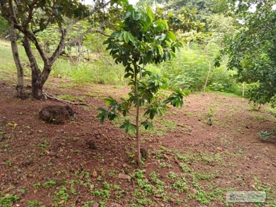 Lot For Sale In Sajalices Chame Panama - image 4