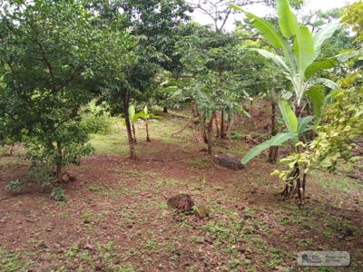 Lot For Sale In Sajalices Chame Panama - image 3