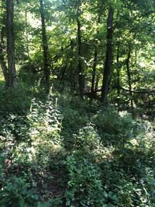 Searcy County, Arkansas | Farm & Land with Home For Sale - image 33