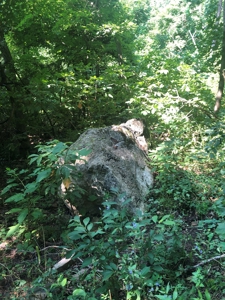 Searcy County, Arkansas | Farm & Land with Home For Sale - image 32