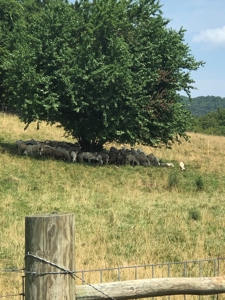 Searcy County, Arkansas | Farm & Land with Home For Sale - image 27