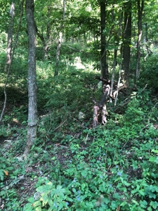 Searcy County, Arkansas | Farm & Land with Home For Sale - image 34