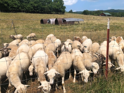 Searcy County, Arkansas | Farm & Land with Home For Sale - image 7