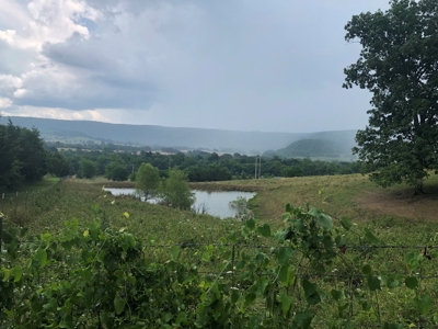 Searcy County, Arkansas | Farm & Land with Home For Sale - image 3