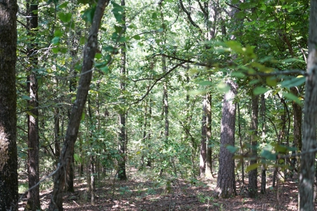 Leflore County Mountain Land For Sale - image 18