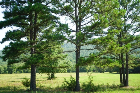 Leflore County Mountain Land For Sale - image 13