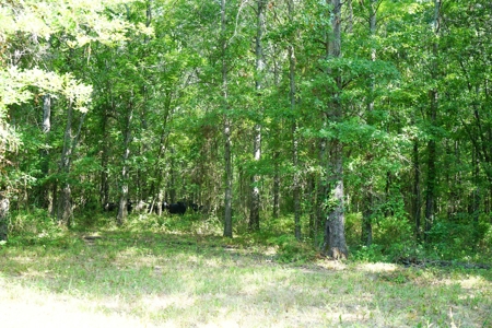 Leflore County Mountain Land For Sale - image 11