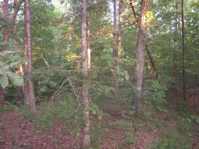Missouri Ozark Hunting Property: - image 6