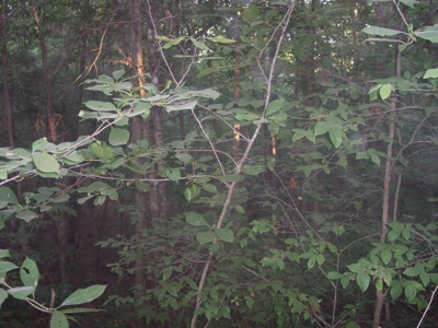 Missouri Ozark Hunting Property: - image 3