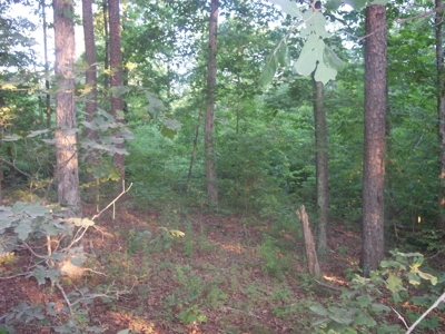 Missouri Ozark Hunting Property: - image 2