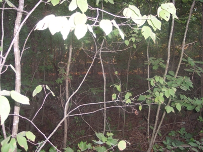 Missouri Ozark Hunting Property: - image 4