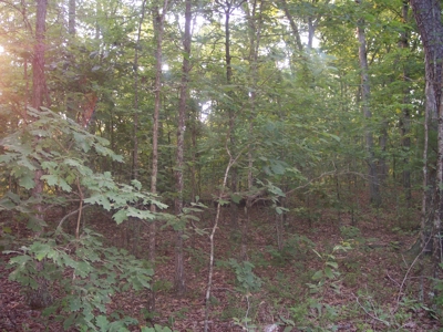 Missouri Ozark Hunting Property: - image 5