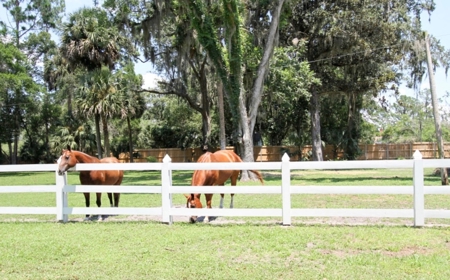 Historic Greek Revival Home For Sale in Jasper, FL - image 8