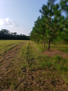 Let's go to the Country! Magnificent Country Home Site! - image 13