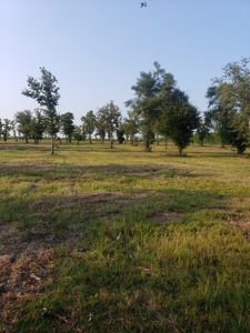 Let's go to the Country! Magnificent Country Home Site! - image 3